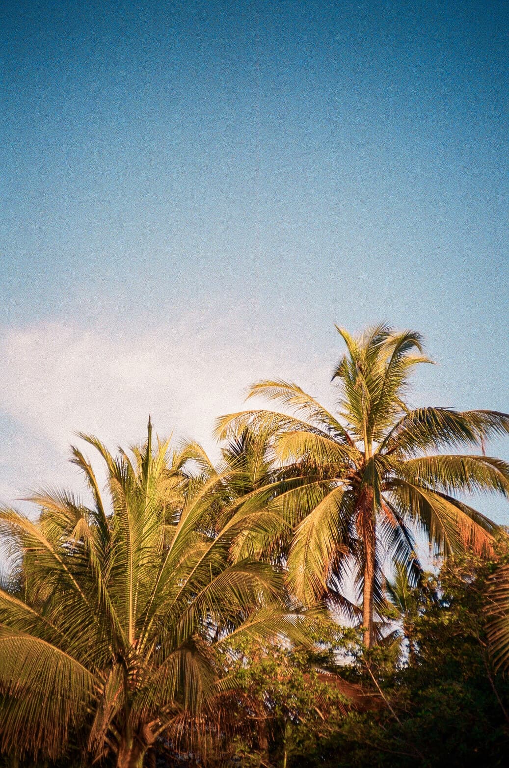 Barthelemy de Mazenod | The Seafront | Palm trees in Sayulita, Mexico