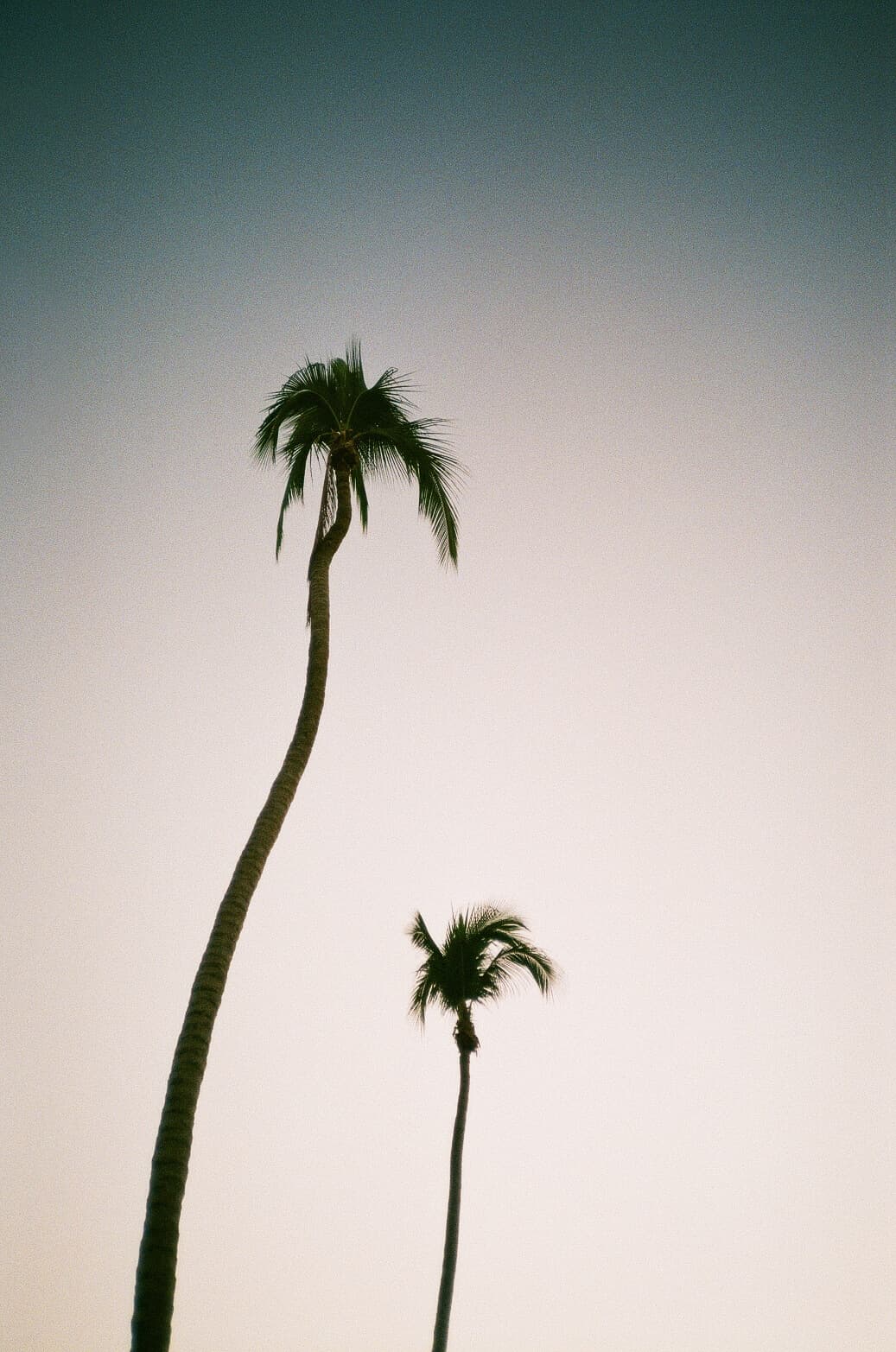 Barthelemy de Mazenod | The Seafront | Palm trees in San Pancho, Mexico