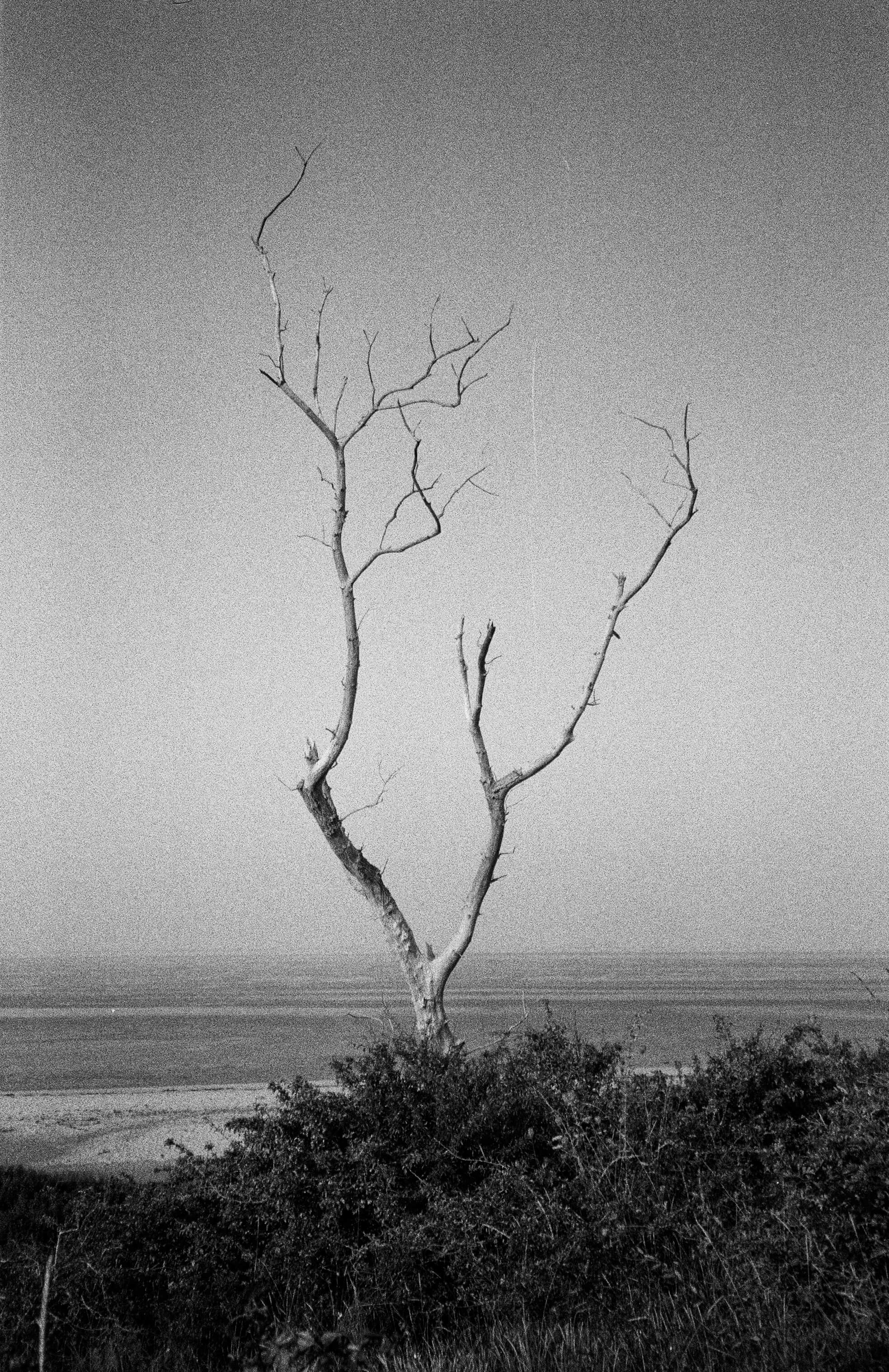 Barthelemy de Mazenod | The Seafront | Dead tree front of the Mont Saint Michel Bay, France